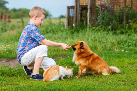 little boy feeds homeless cat and a stray dog, the dog sniffs the food and do not wants to eatの写真素材