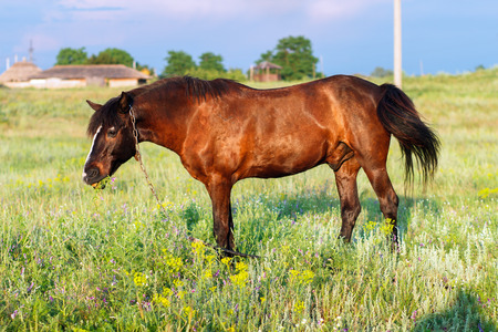 Brown horse grazing on a leash, horse in the field at the eveningの写真素材