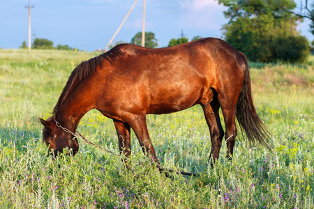 Brown horse grazing on a leash, horse in the field at the eveningの写真素材