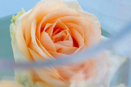 peach-colored rose in a vase with water, close-upの写真素材