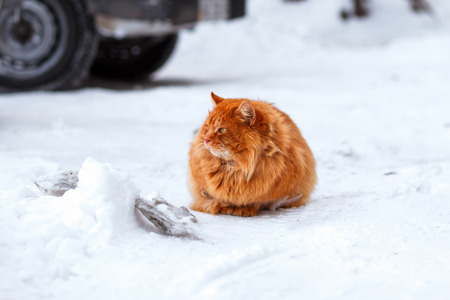 beautiful ginger cat sits on a snow-covered parking lot in the winter, the cat looks awayの写真素材
