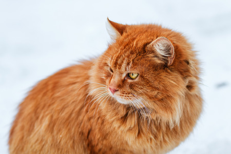portrait of fluffy ginger cat in snow, cat looks awayの写真素材