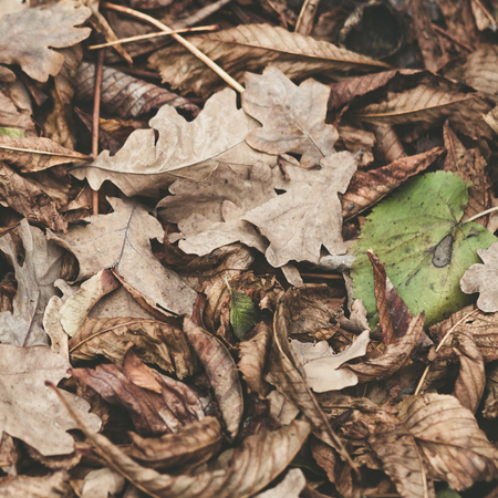 Fallen leaves of chestnut, maple, oak, acacia. Brown, red, orange and gren Autumn Leaves Background. Soft colorsの写真素材