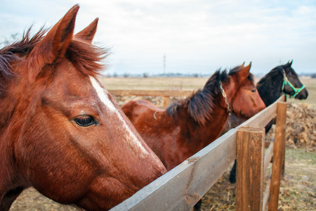 Horses on a farm behind a wooden fence , herd of horse in the farmの写真素材