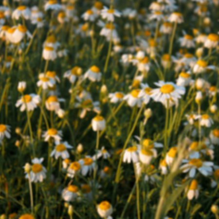 Field of camomile (Matricaria chamomilla) flowers. Flower texture. Blurred backgroundの写真素材