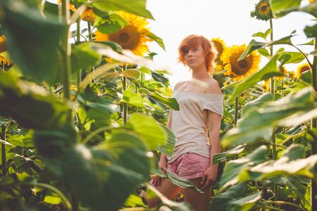 young girl enjoying nature on the field of sunflowers at sunset, portrait of the beautiful redheaded woman girl with a sunflowers in a sunny summer eveningの写真素材