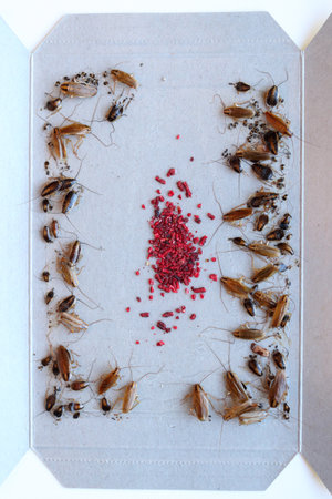 many cockroaches caught in the sticky trap, insect control at home, cockroach bait lured many big...