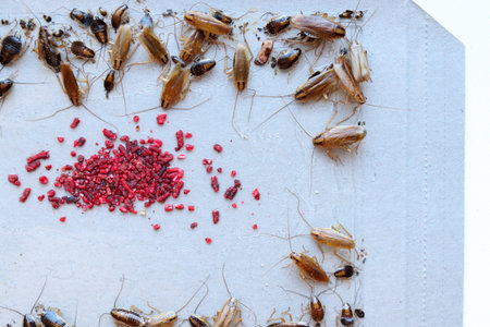 cockroach bait lured many big and small cockroaches into the sticky trap, insect control at home,...