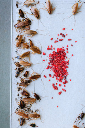 many cockroaches caught in the sticky trap, insect control at home, cockroach bait lured many big...