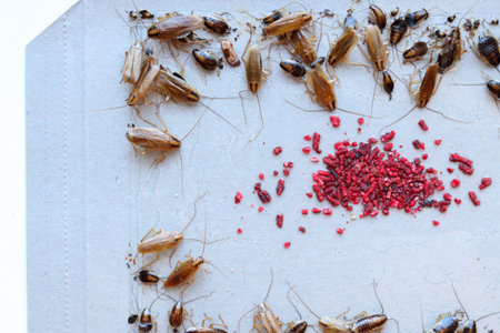 cockroach bait lured many big and small cockroaches into the sticky trap, insect control at home, many cockroaches caught in the sticky trapの写真素材