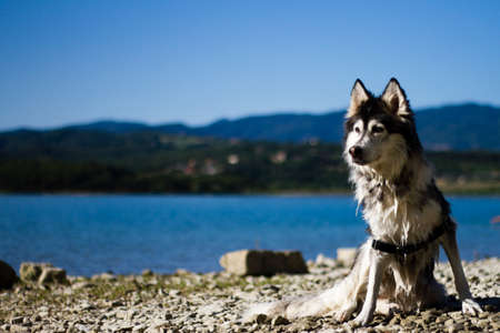Husky dog on a lakeの写真素材