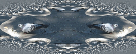 Ornamental pidgeon backgroundの写真素材