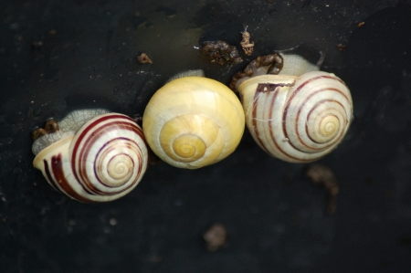 Three snails on a wooden boardの写真素材