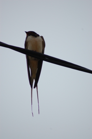 Swallow bird on electric lineの写真素材