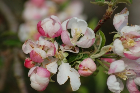 bloom of fruit treeの写真素材