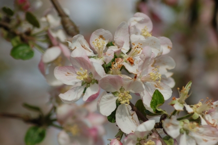 flowering branche of fruit treeの写真素材