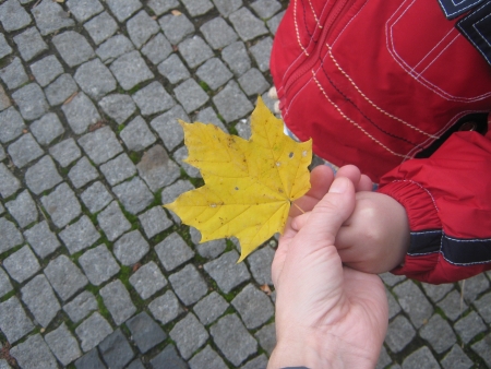 Hands holding a yellow maple leafの写真素材