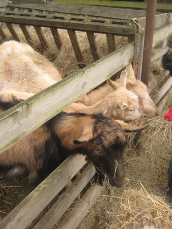 Brown and black headed goats の写真素材