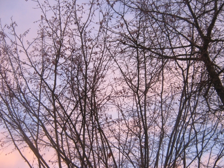 Bushs front a red cloudy skyの写真素材