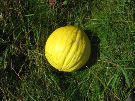 Sugar melon in grassの写真素材