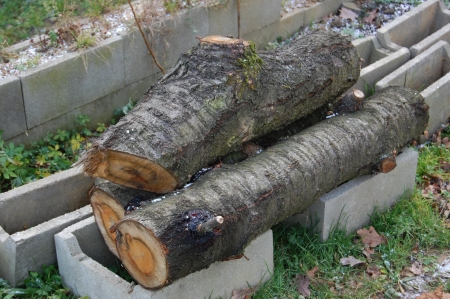 Wood logs laid on concrete blocksの写真素材