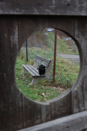 View through a hole in a wooden board - beautiful black shorthaired cat with a winter coat sitting on the benchの写真素材