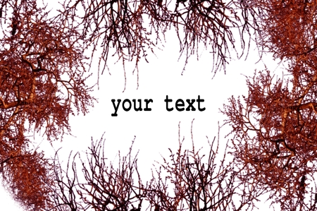 frame of real sticks on bright background with a place for textの写真素材