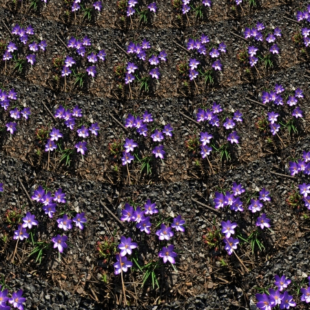 Floral geometric ornamental regular violet colchicum blossom background