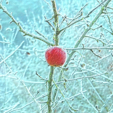 Frozen red apple fruit on branch modified with computer generatorの写真素材