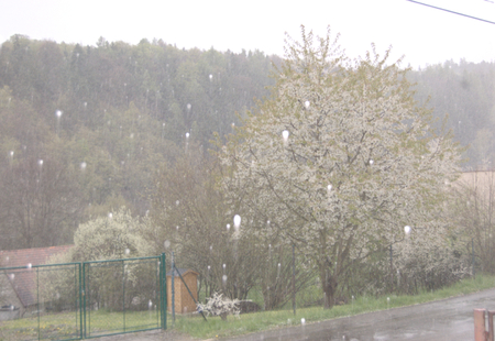 BOJOV, MNISECKO (CENTRAL BOHEMIA), CZECH REPUBLIC - APRIL 28 - 16 CET: Spring storm with snow and hail amidst blossoming trees. Illustrative photo for meteorological, weather and climate topics.のeditorial素材
