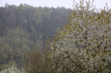BOJOV, MNISECKO (CENTRAL BOHEMIA), CZECH REPUBLIC - APRIL 28 - 16 CET: Spring storm with snow and hail amidst blossoming trees. Illustrative photo for meteorological, weather and climate topics.のeditorial素材