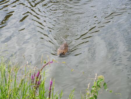 Curious nutria - animal swimming in river waterの写真素材
