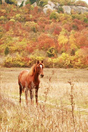 Free red horse on the field by autumn forestの写真素材