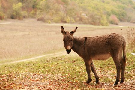 Peaceful donkey against the background of autumn landscapeの写真素材
