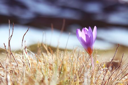 Blue crocus on background of mountains の写真素材