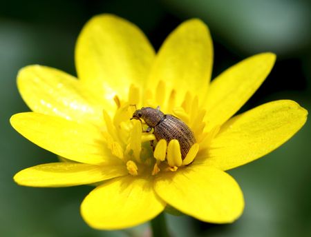 Insect - weevil sitting in yellow flowerの写真素材