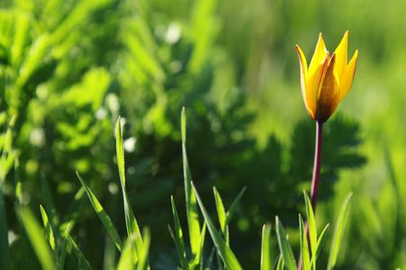 Yellow wild tulip in green grassの写真素材