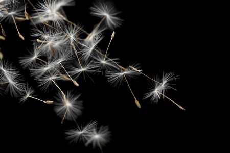 Seeds of dandelion are flying, isolated on blackの写真素材