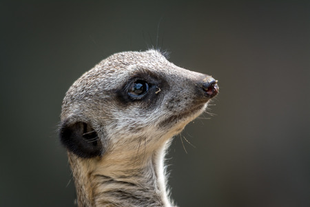Meerkat - Suricata suricattaの写真素材