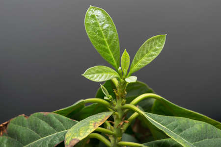 Avocado. Green leaves of a young avocado tree on a gray backgroundの写真素材