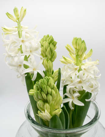Hyacinth flower. Close-up view of white hyacinth flowers on a light background