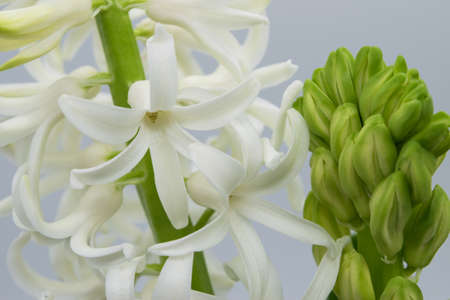 Hyacinth flower. Close-up view of white hyacinth flowers on a light backgroundの写真素材