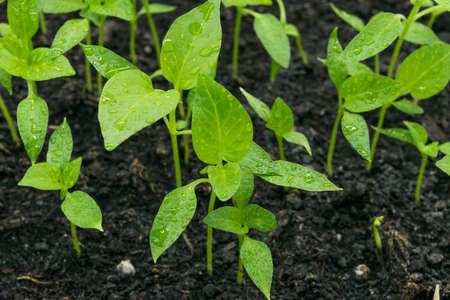 view of the ground with sweet pepper sprouts sprouting.の写真素材