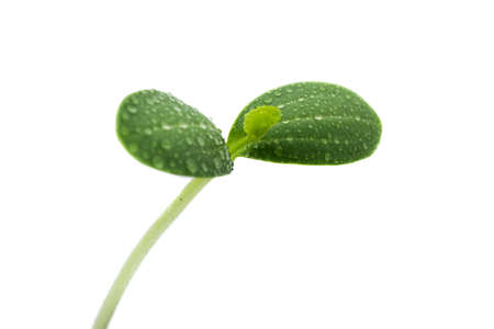 View of a young pumpkin plant on a white backgroundの写真素材