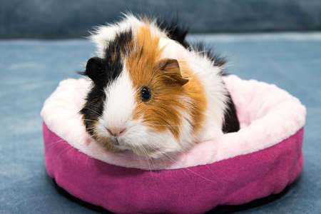 Guinea pig. A young funny guinea pig lies in a pink crib, a pink hammock.の写真素材