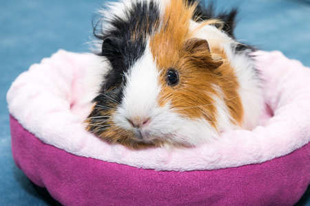 Guinea pig. A young funny guinea pig lies in a pink crib, a pink hammock.の写真素材
