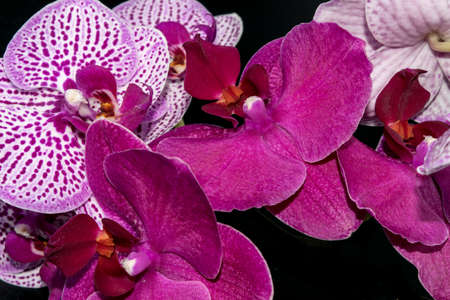 Close-up view of beautiful orchids on a dark background with water drops on the petals.の写真素材