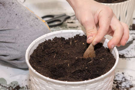 Freesia. The process of planting freesia flower bulbs in a white potの写真素材