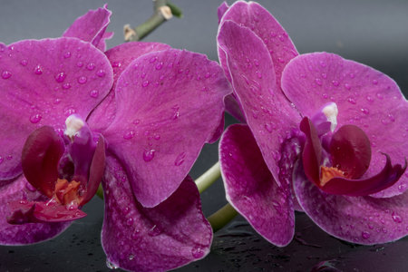 Close-up view of beautiful orchids on a dark background with water drops on the petals.の写真素材