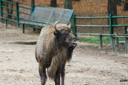 Close-up view of a large european bisonの写真素材
